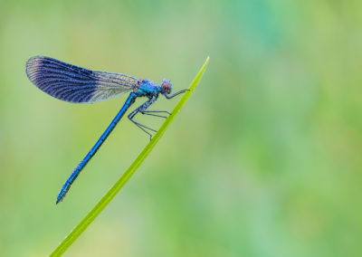 Nature Talks weidebeekjuffer Yvonne van der Laan