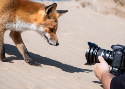 Vos in de Amsterdamse Waterleidingduinen tijdens een natuurfotografie workshop van Nature Talks door Peter van der Veen