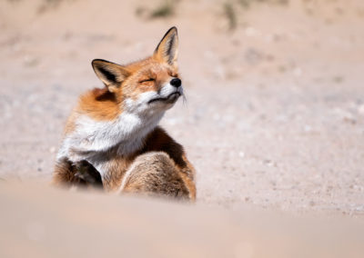 Vos in de Amsterdamse Waterleidingduinen tijdens een natuurfotografie workshop van Nature Talks door Peter van der Veen