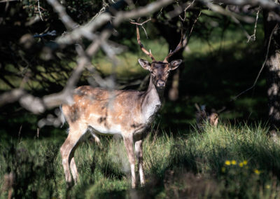 Fotoworkshop damhertenbronst awd | Nature Talks