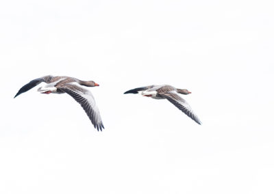 Nature Talks wilde ganzen Yvonne van der laan