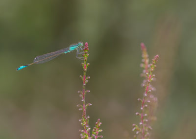 Nature Talks weidebeekjuffer yvonne van der Laan