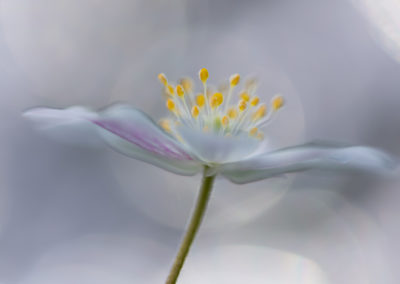 Nature Talks bosanemoon Yvonne van der Laan