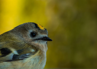 Nature Talks goudhaantje Yvonne van der Laan