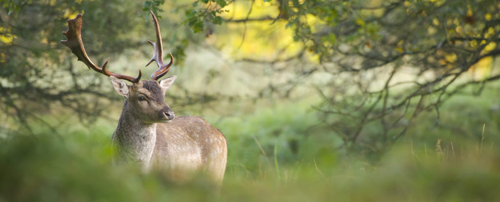 Fotoworkshop damhertenbronst awd | Nature Talks