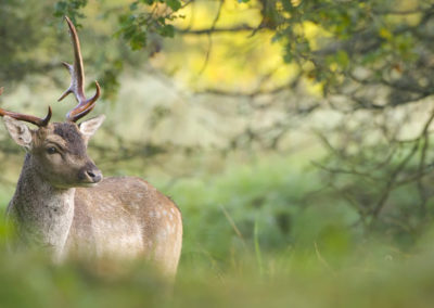 Fotoworkshop damhertenbronst awd | Nature Talks