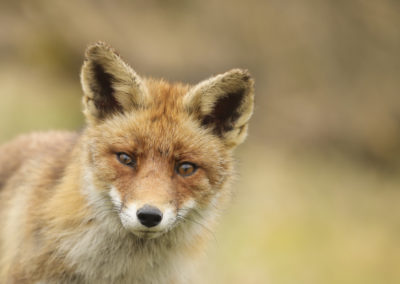 Fotoworkshop_Nature_talks_wildlifefotografie_Peter_van_der_Veen