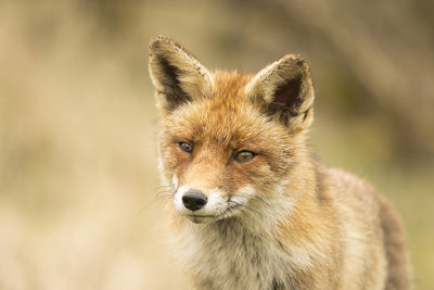 Vos in de Amsterdamse Waterleidingduinen tijdens een natuurfotografie workshop van Nature Talks door Peter van der Veen