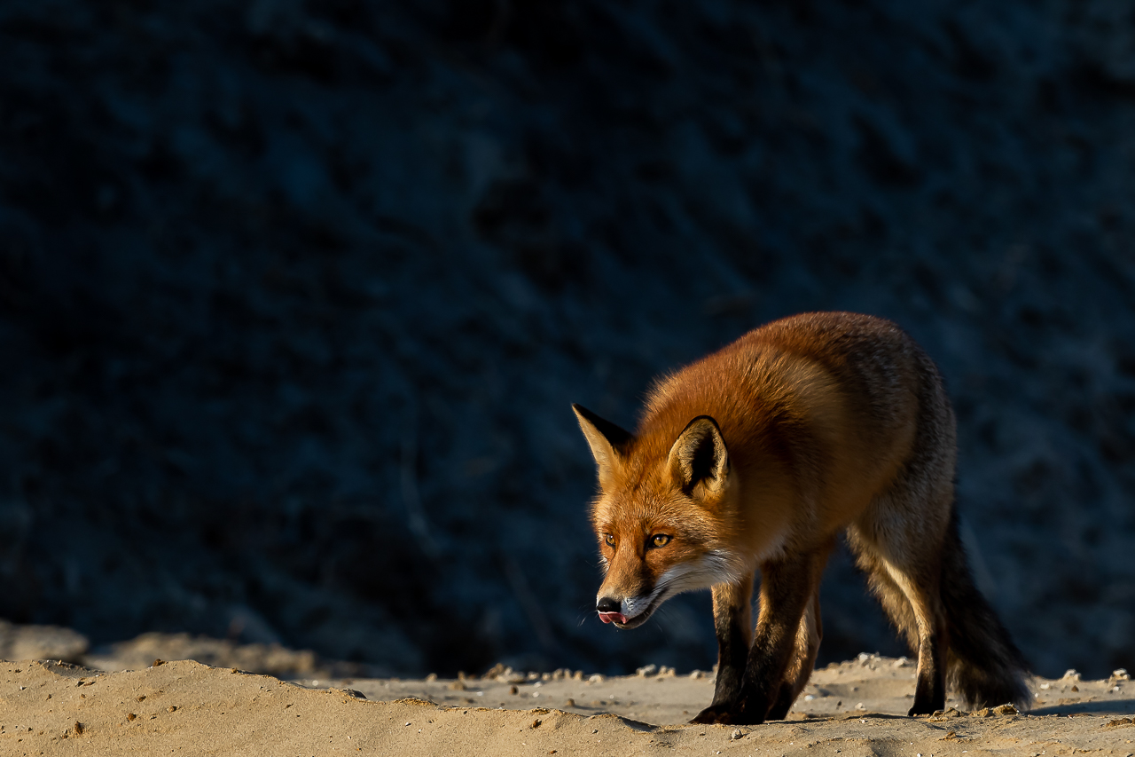 De mooie en intelligente vos bij prachtig licht