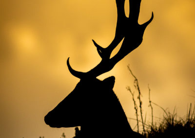 Fotoworkshop damhertenbronst silhouet awd | Nature Talks