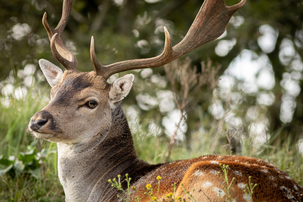 Fotoworkshop damhertenbronst awd | Nature Talks