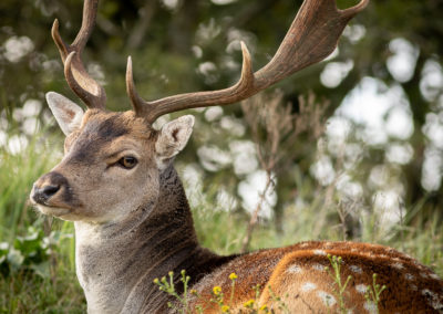 Fotoworkshop damhertenbronst awd | Nature Talks