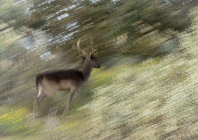 Fotoworkshop damhertenbronst awd | Nature Talks