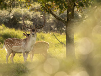 Fotoworkshop natuurfotografie Amsterdamse Waterleidingduinen