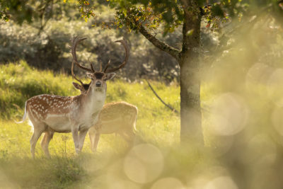 Fotoworkshop damhertenbronst awd | Nature Talks