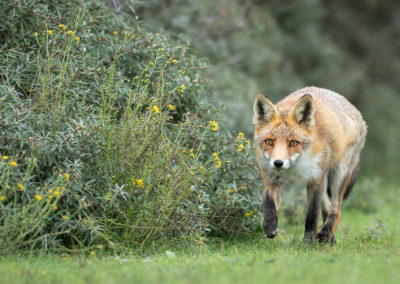 Fotoworkshop_Nature_talks_wildlifefotografie_Peter_van_der_Veen