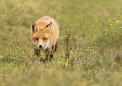 Vos in de Amsterdamse Waterleidingduinen tijdens een natuurfotografie workshop van Nature Talks door Peter van der Veen