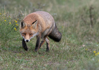 Fotoworkshop_Nature_talks_wildlifefotografie_Peter_van_der_Veen