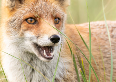 Fotoworkshop_Nature_talks_wildlifefotografie_Peter_van_der_Veen