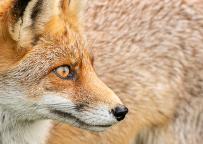 Fotoworkshop_Nature_talks_wildlifefotografie_Peter_van_der_Veen