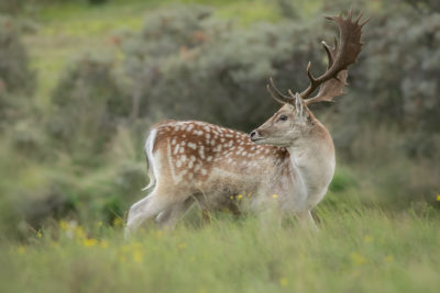 Fotoworkshop damhertenbronst awd | Nature Talks