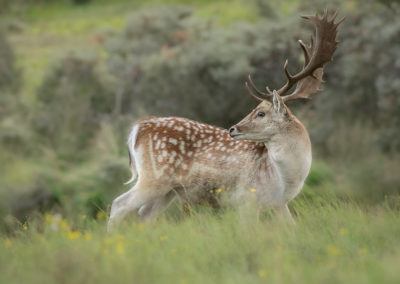 Fotoworkshop damhertenbronst awd | Nature Talks