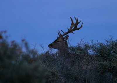 Fotoworkshop damhertenbronst awd | Nature Talks