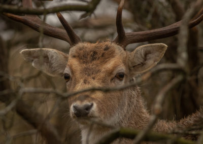 Fotoworkshop damhertenbronst awd | Nature Talks