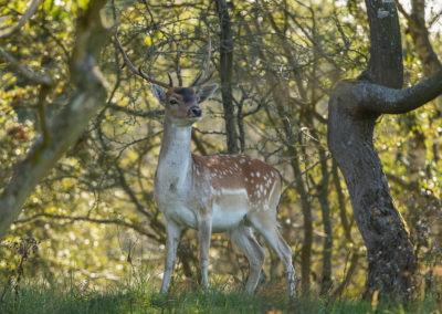 Fotoworkshop damhertenbronst awd | Nature Talks