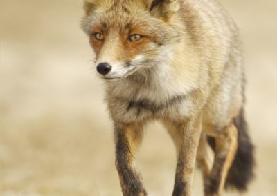 Fotoworkshop_Nature_talks_wildlifefotografie_Peter_van_der_Veen