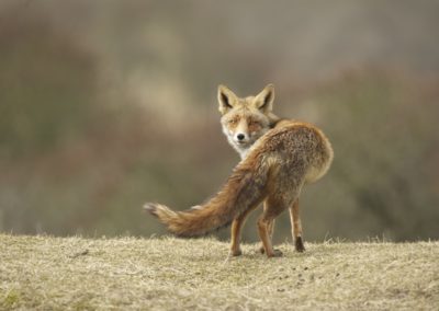 Fotoworkshop_Nature_talks_wildlifefotografie_Peter_van_der_Veen