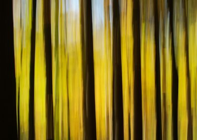 Creatieve foto van bomen tijdens fotoworkshop Herfstkleuren in het magische Leuvenumse Bos foto gemaakt door Nature Talks natuurfotograaf Peter van der Veen