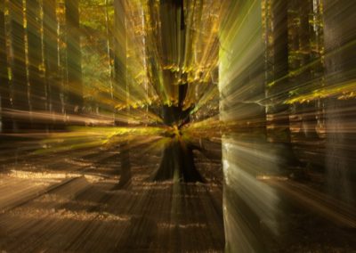 Creatieve foto van bomen tijdens fotoworkshop Herfstkleuren in het magische Leuvenumse Bos foto gemaakt door Nature Talks natuurfotograaf Peter van der Veen