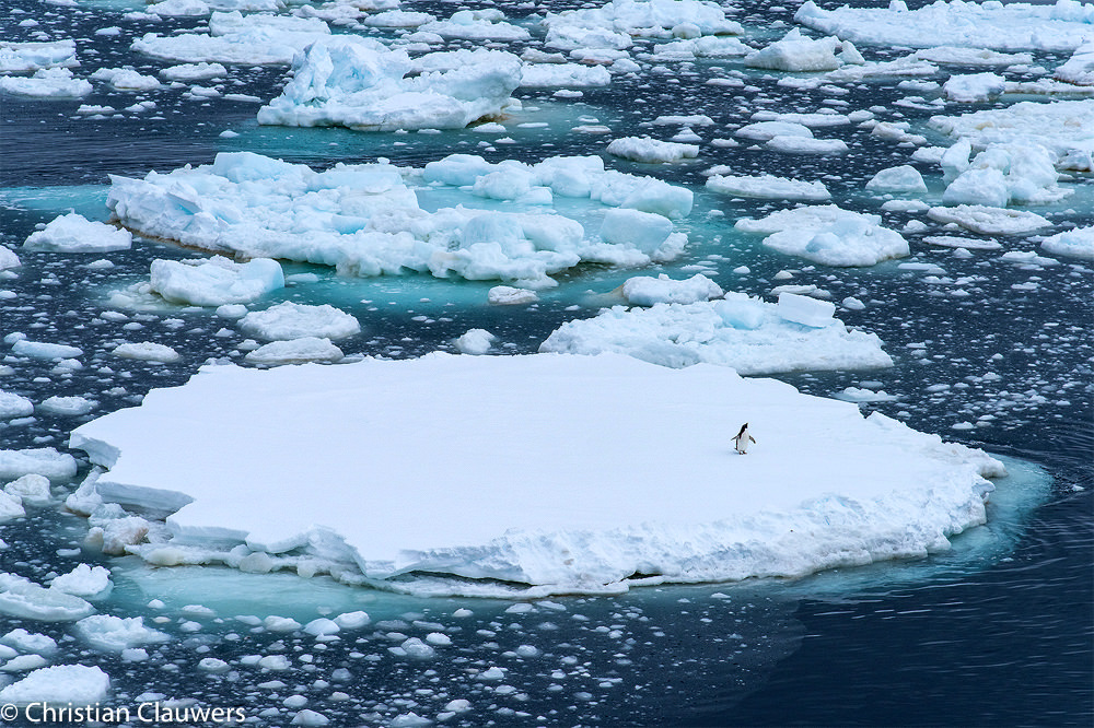 Eenzame pinguin op het ijs van Antarctica gemaakt door fotograaf Christian Clauwers