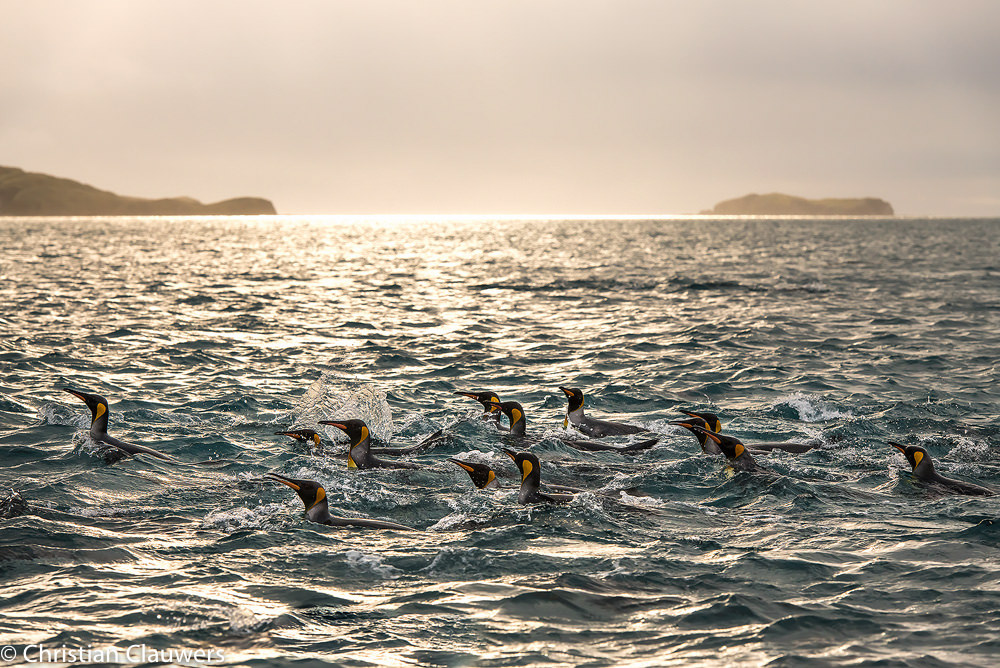 Pinguins in de zee bij Zuid Atlantische Odyssey door fotograaf Christian Clauwers