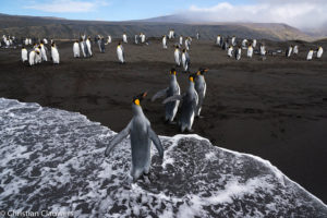 Pinguin die uit de zee komen lopen vastgelegd door fotograaf Christian Clauwers