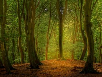 Fotoworkshop dansende bomen in het herfstige Speulderbos