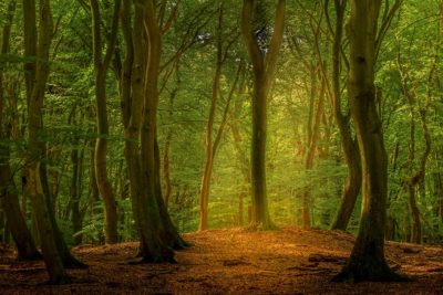 Herfst in het Speulderbos, het bos van de dansende bomen tijdens Nature Talks fotoworkshop gemaakt door Andy Luberti