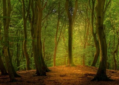 Herfst in het Speulderbos, het bos van de dansende bomen tijdens Nature Talks fotoworkshop gemaakt door Andy Luberti