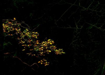 Herfst in het Speulderbos, het bos van de dansende bomen tijdens Nature Talks fotoworkshop gemaakt door Andy Luberti