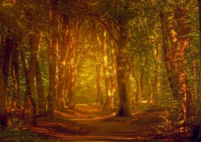 Herfst in het Speulderbos, het bos van de dansende bomen tijdens Nature Talks fotoworkshop gemaakt door Andy Luberti