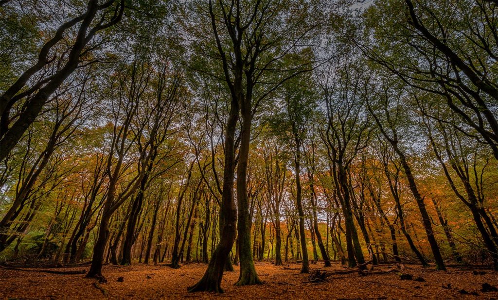 Herfst in het Speulderbos, het bos van de dansende bomen tijdens Nature Talks fotoworkshop gemaakt door Andy Luberti