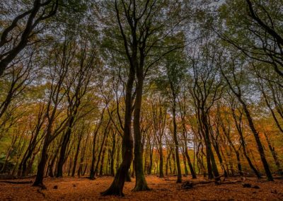 Herfst in het Speulderbos, het bos van de dansende bomen tijdens Nature Talks fotoworkshop gemaakt door Andy Luberti