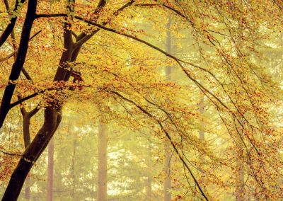 Herfst in het Speulderbos, het bos van de dansende bomen tijdens Nature Talks fotoworkshop gemaakt door Andy Luberti