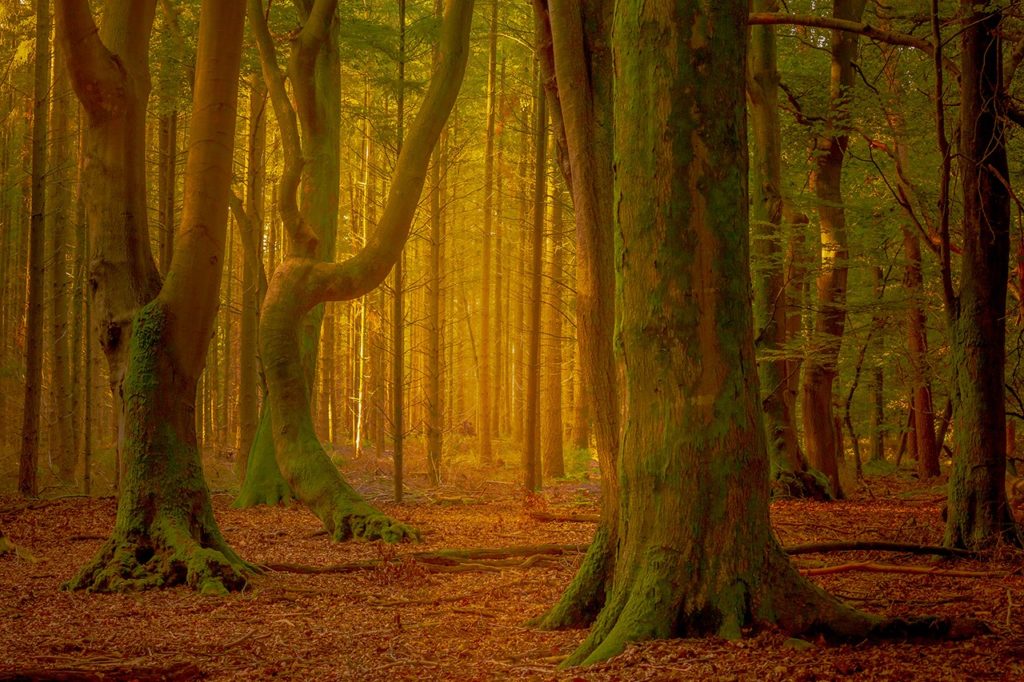 Magisch herfstlicht schijnt door het Speulderbos, het bos van de dansende bomen, gemaakt door Andy Luberti