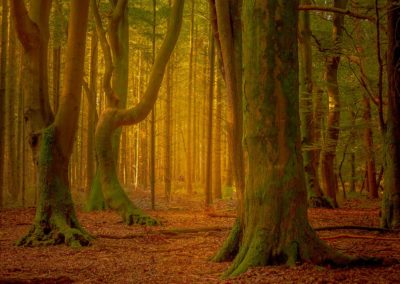 Magisch herfstlicht schijnt door het Speulderbos, het bos van de dansende bomen, gemaakt door Andy Luberti