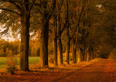 Landschapsfotografie herfst in de Drentse bossen tijdens Nature Talks fotoworkshop door Yvon van der Laan