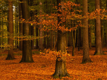 Landschaps- en macrofotografie 'herfst in de Drentse Bossen'
