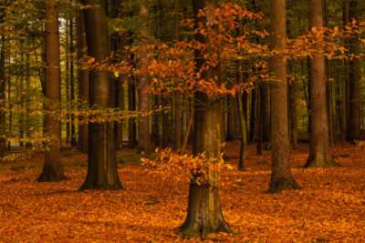 Landschapsfotografie herfst in de Drentse bossen tijdens Nature Talks fotoworkshop door Yvon van der Laan