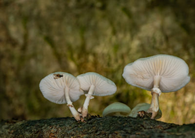 Paddenstoelenfotografie tijdens de fotoworkshop van Nature Talks door Yvon van der Laan